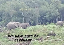Chake Elephants browsing near jungle