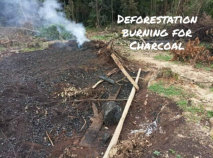 Deforestation for charcoal making