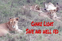 Chake's well-fed lions